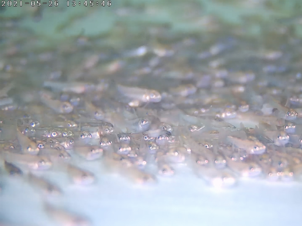 西藏亞?wèn)| - 亞?wèn)|鮭魚(yú)-淡水