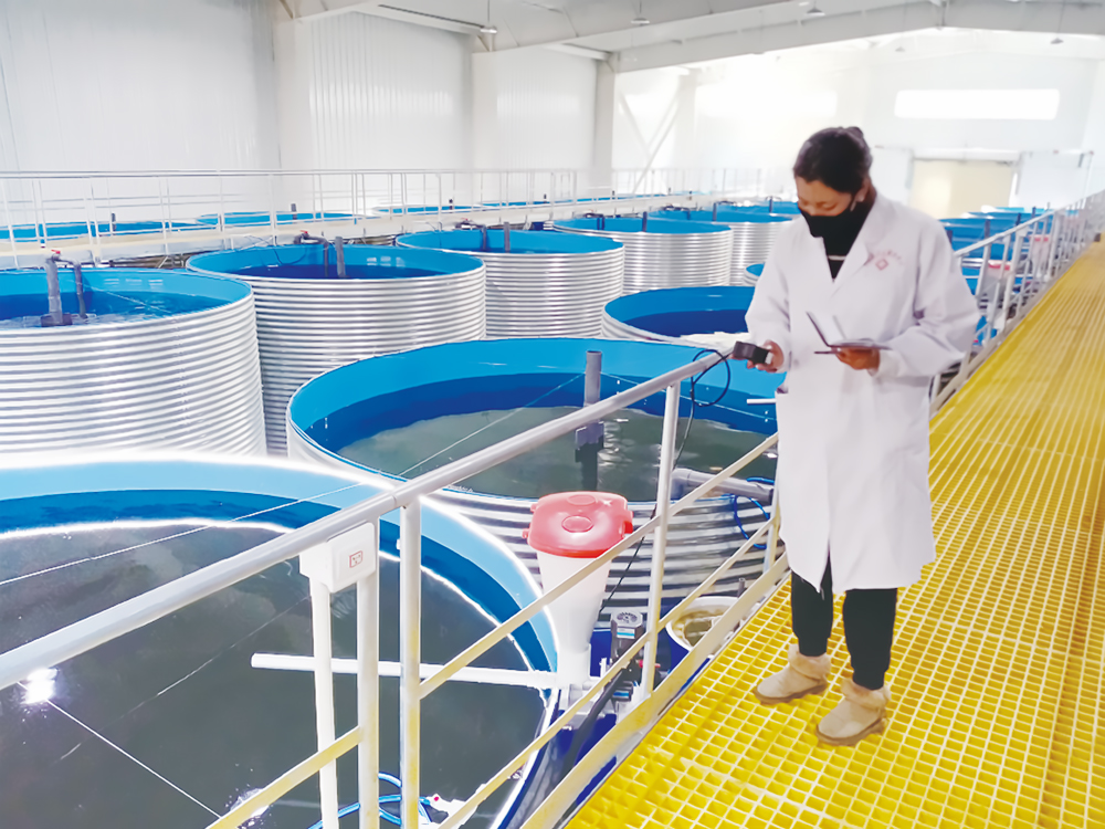 西藏亞?wèn)| - 亞?wèn)|鮭魚(yú)-淡水