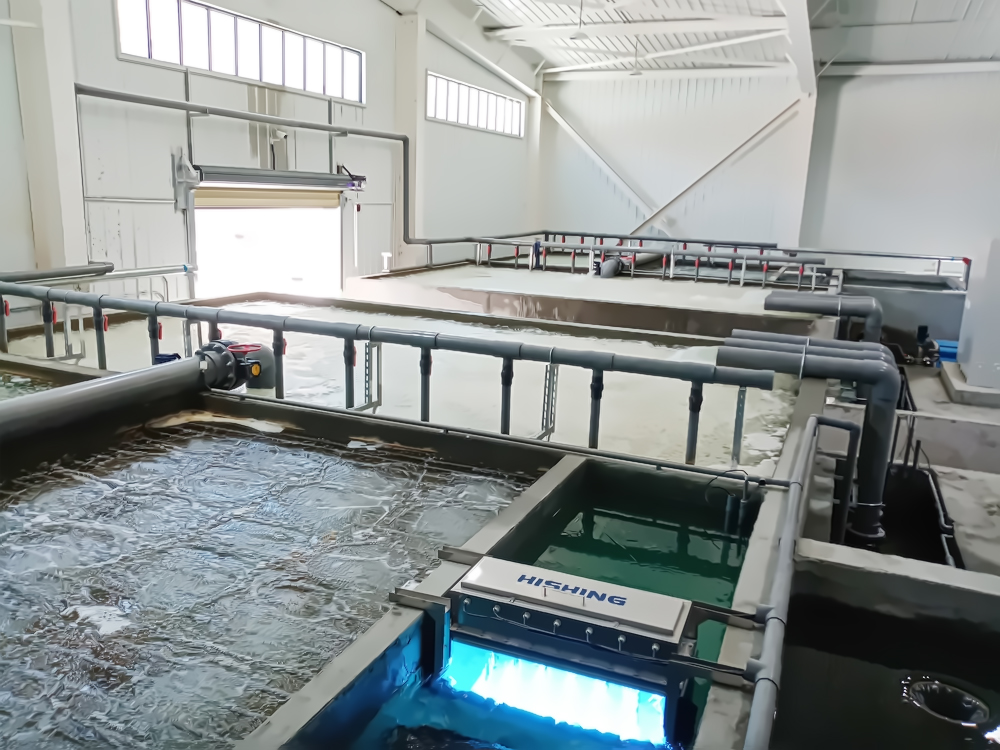 西藏亞?wèn)| - 亞?wèn)|鮭魚(yú)-淡水